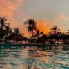 palm trees on body of water during sunset